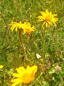 arnica di monte