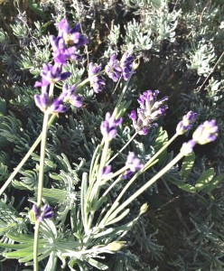 lavanda